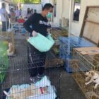 Pelaksanaan vaksinasi rabies dan sterilisasi anjing liar di Kelurahan Serangan yang dilaksanakan Distan Denpasar menggandeng Yayasan BAWA.