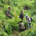 Kayoman Pedawa melakukan aksi penanaman pohon di Kayuan Mayung, Desa Pedawa, Kecamatan Banjar, Buleleng pada Rabu 19 Maret 2025.