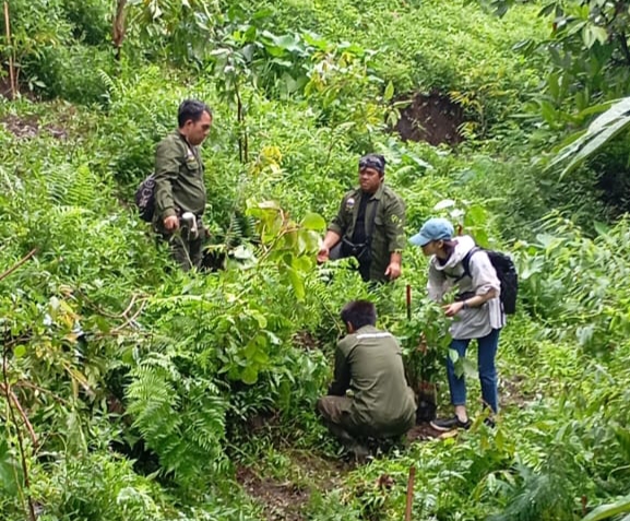 Kayoman Pedawa melakukan aksi penanaman pohon di Kayuan Mayung, Desa Pedawa, Kecamatan Banjar, Buleleng pada Rabu 19 Maret 2025.